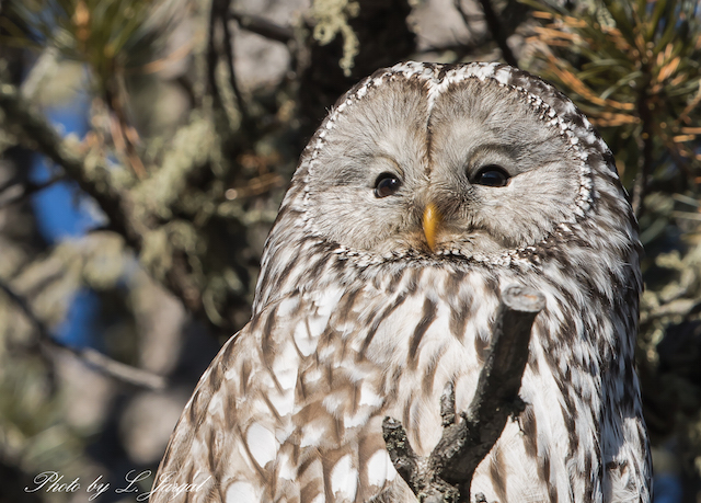 Хув ууль (Strix uralensis)